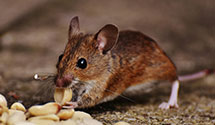 24 Hour & Emergency Exterminators in Bonus, IL